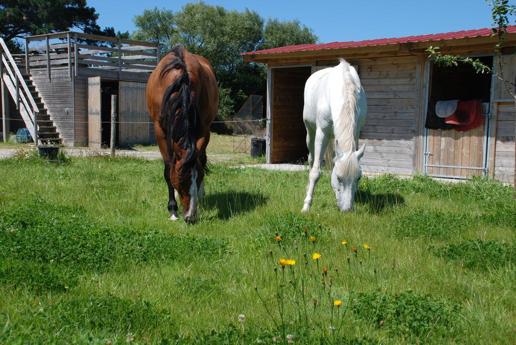 Roulotte Gites O Bien-Etre Massage Spa Sejour Bien-Etre En Hebergement Insolite Roulotte Karantez Ou En Gites Melon Ou Yock A 800 M Des Plages Maison D'Hote Drogou Porspoder Room photo