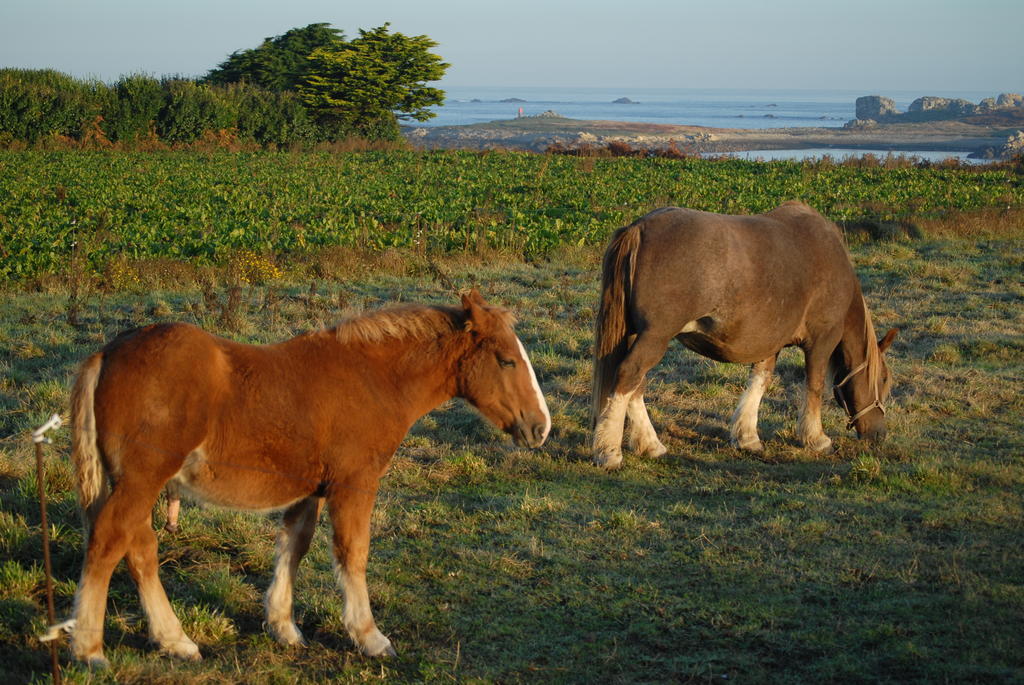 Roulotte Gites O Bien-Etre Massage Spa Sejour Bien-Etre En Hebergement Insolite Roulotte Karantez Ou En Gites Melon Ou Yock A 800 M Des Plages Maison D'Hote Drogou Porspoder Exterior photo